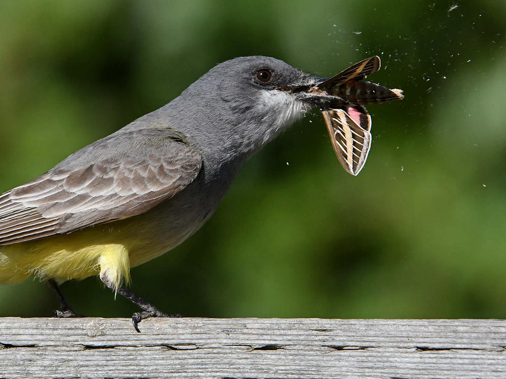 Kingbird10.jpg