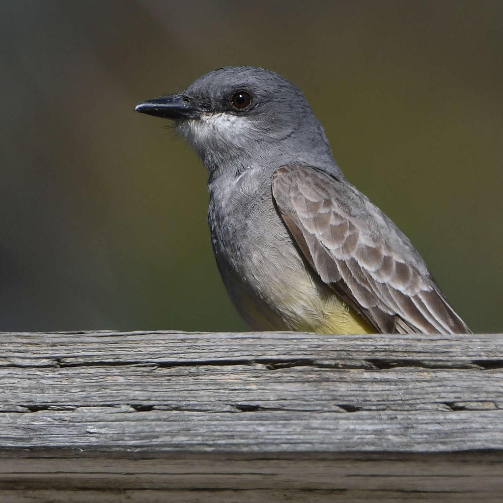 Kingbird10.jpg