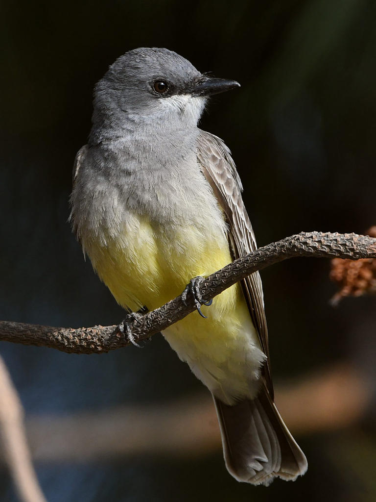 Kingbird10.jpg