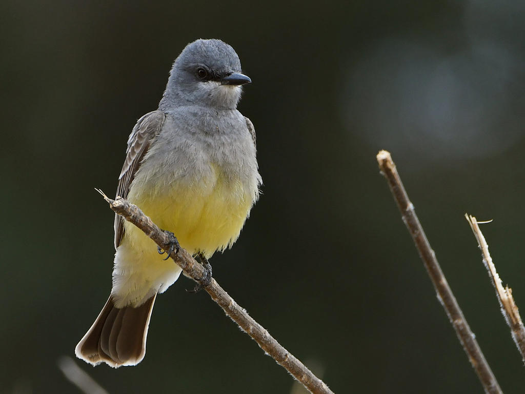 Kingbird10.jpg