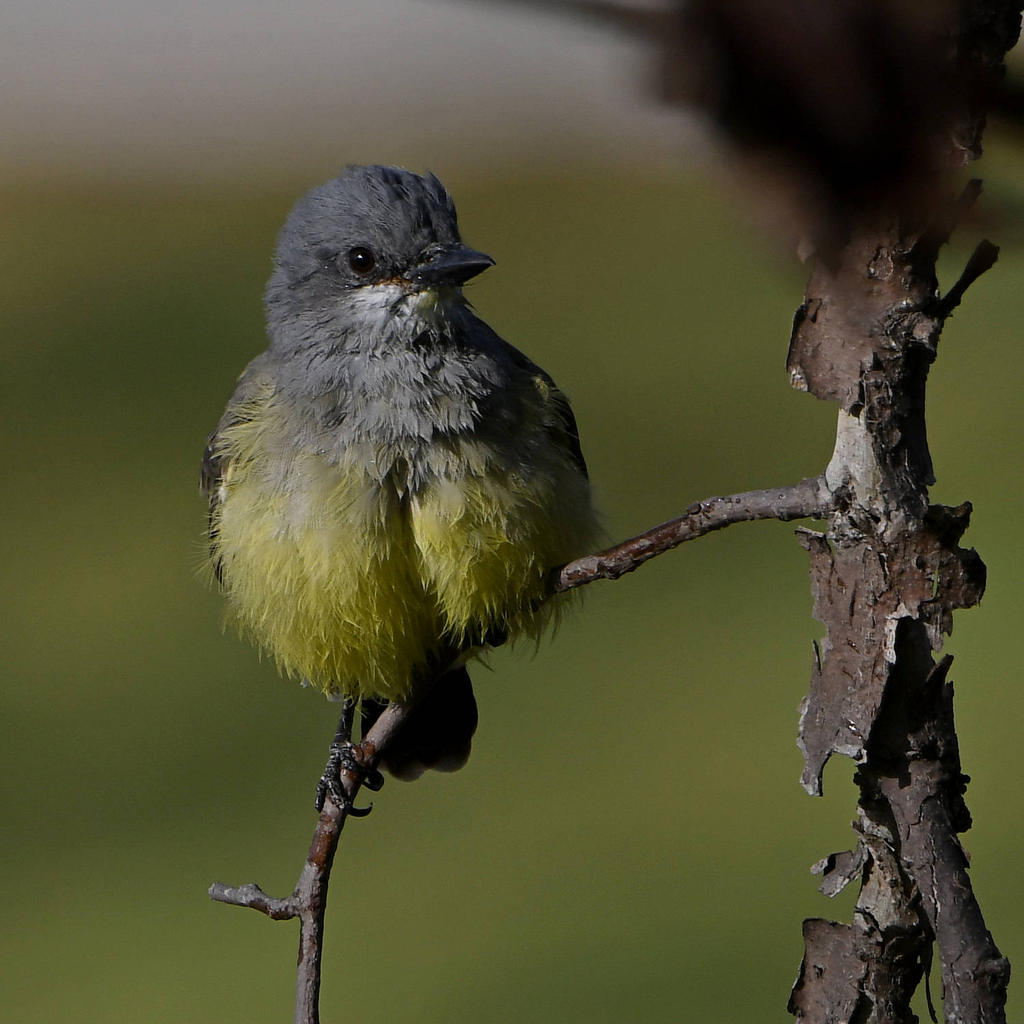 Kingbird10.jpg