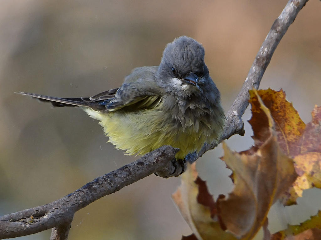 Kingbird10.jpg