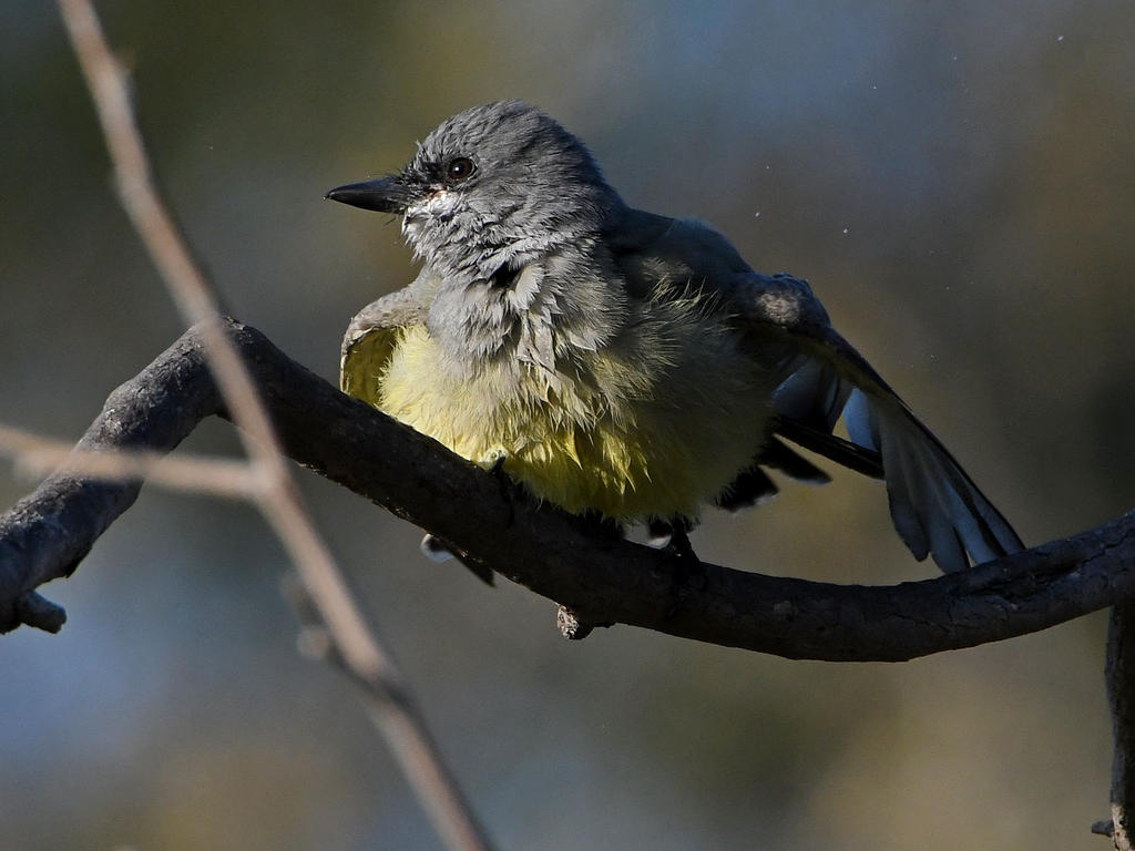 Kingbird10.jpg