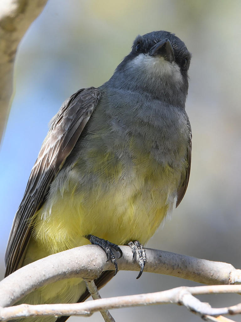 Kingbird10.jpg