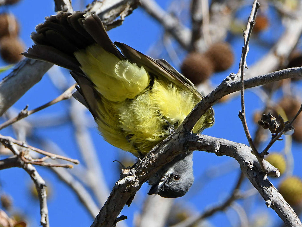 Kingbird10.jpg