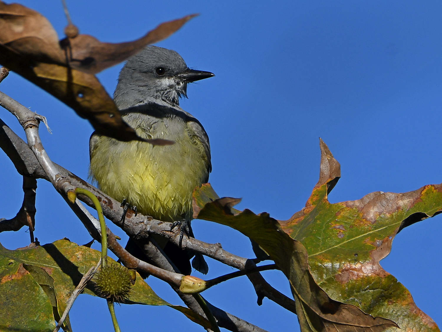 Kingbird10.jpg