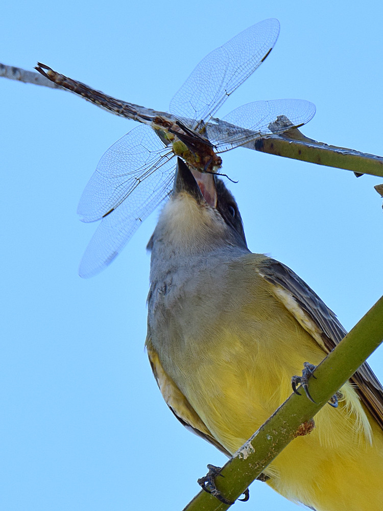Kingbird11.jpg