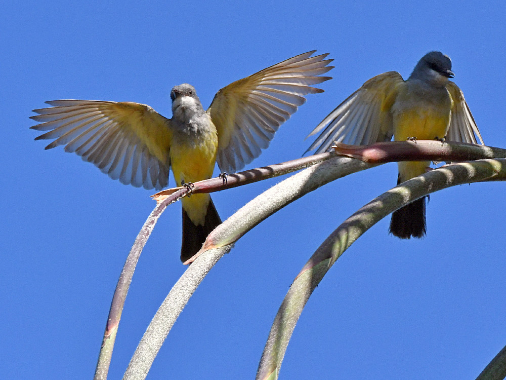 Kingbird11.jpg