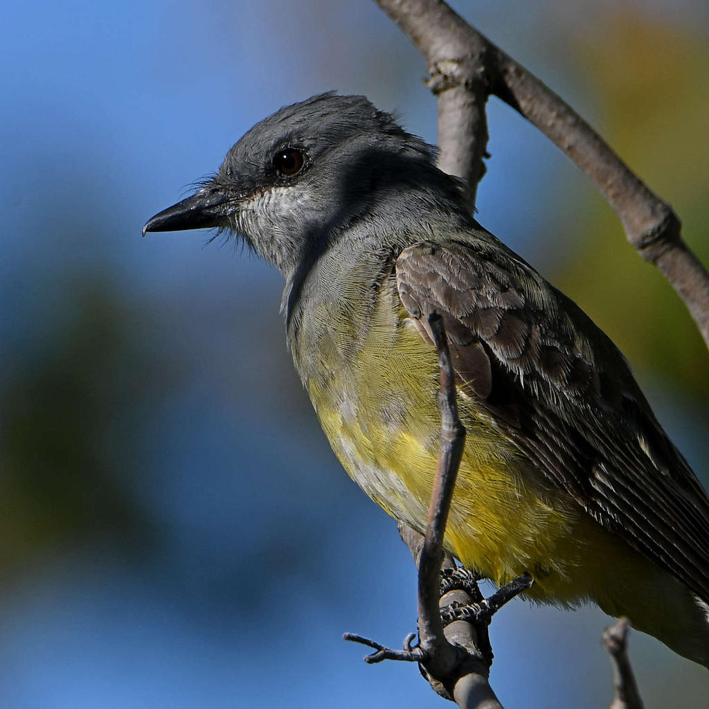 Kingbird11.jpg