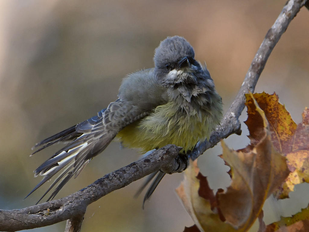 Kingbird11.jpg