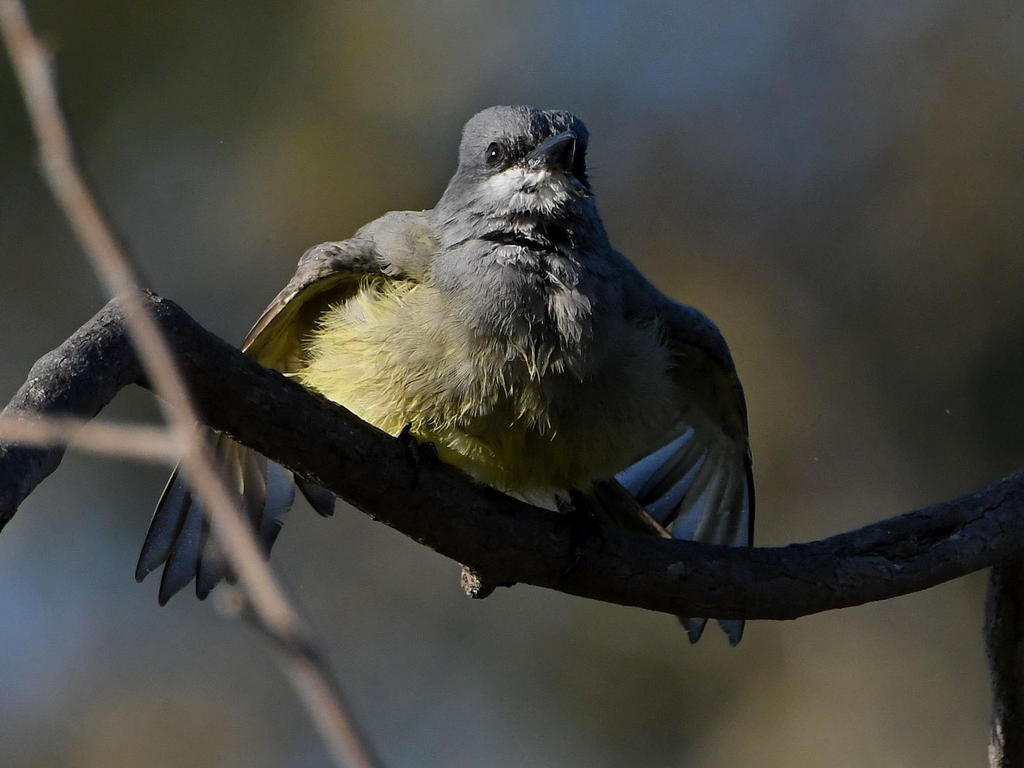 Kingbird11.jpg