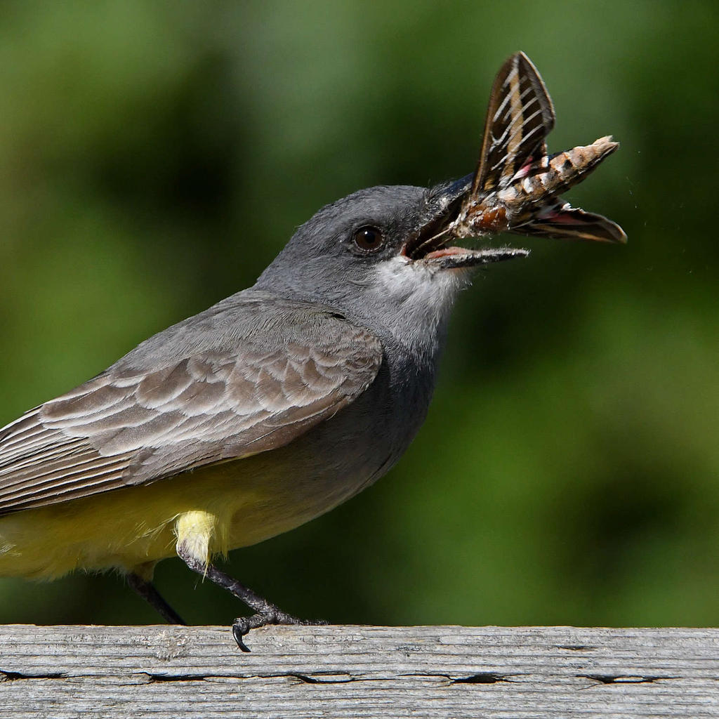 Kingbird12.jpg