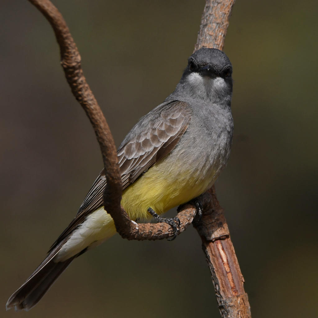 Kingbird12.jpg