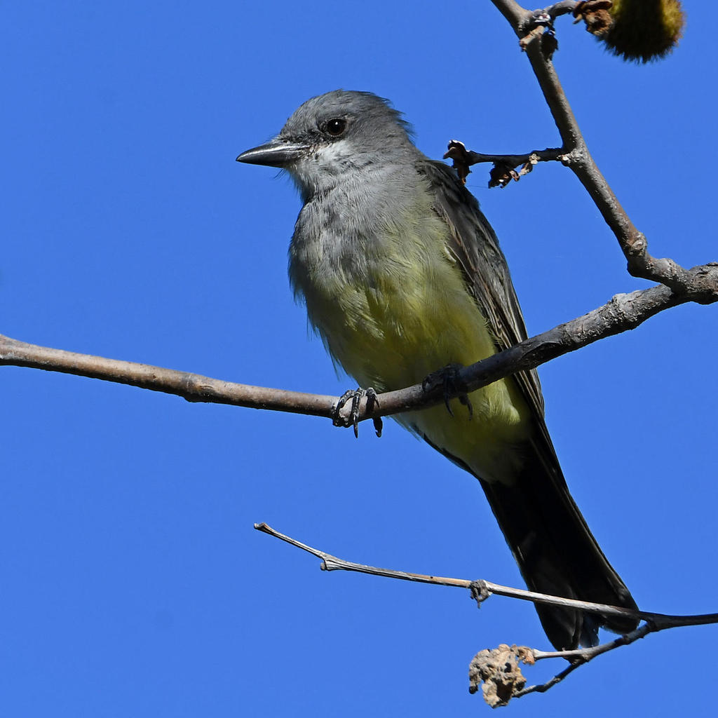 Kingbird12.jpg