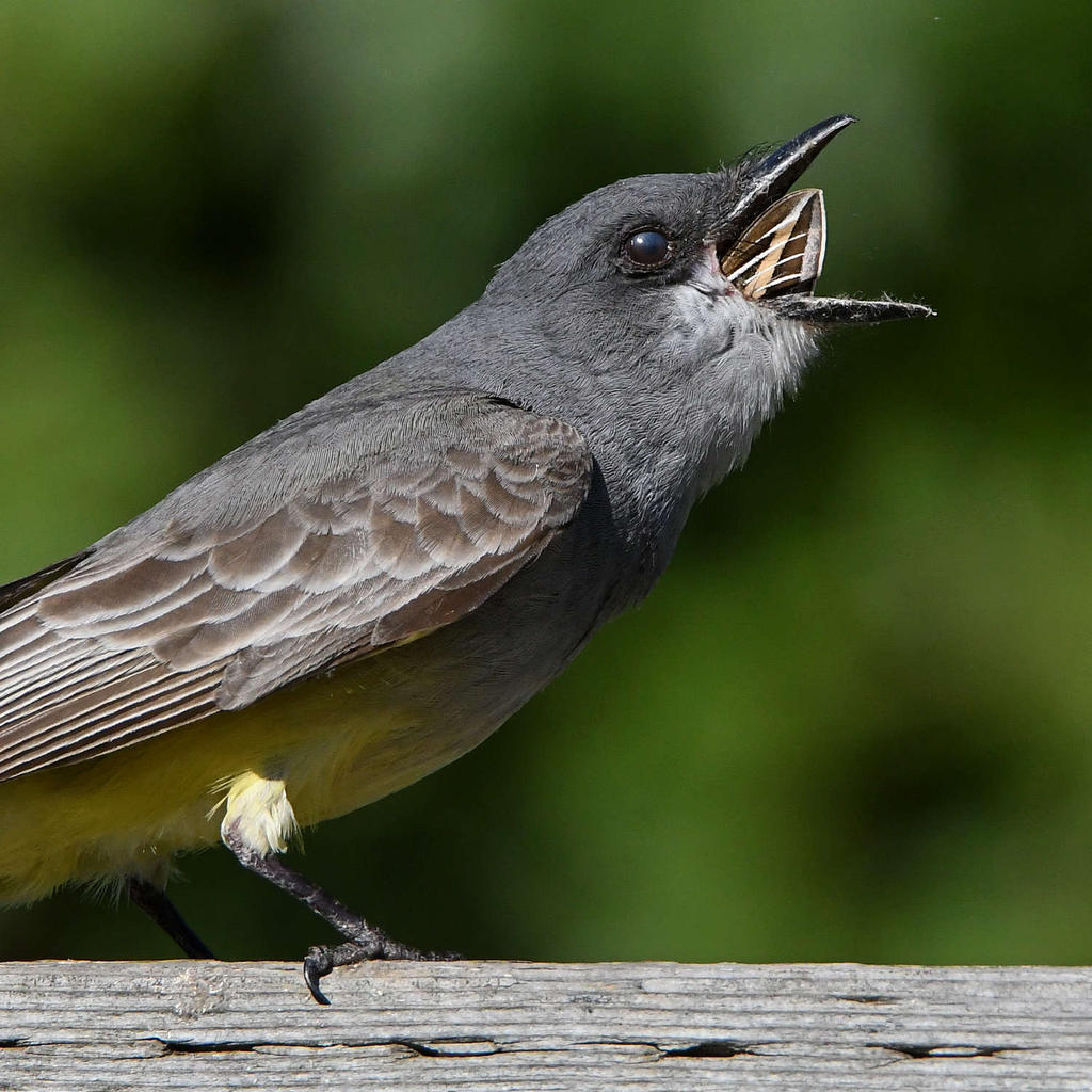 Kingbird13.jpg