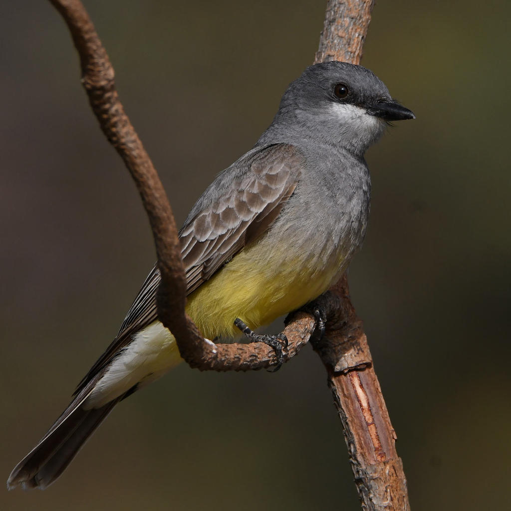 Kingbird13.jpg