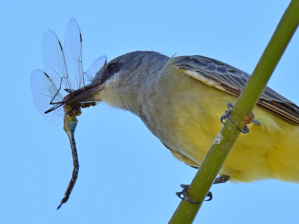 Kingbird14.jpg