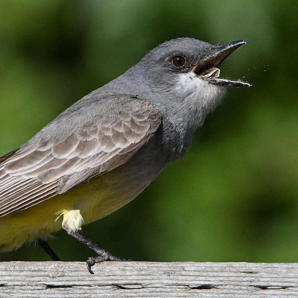 Kingbird14.jpg