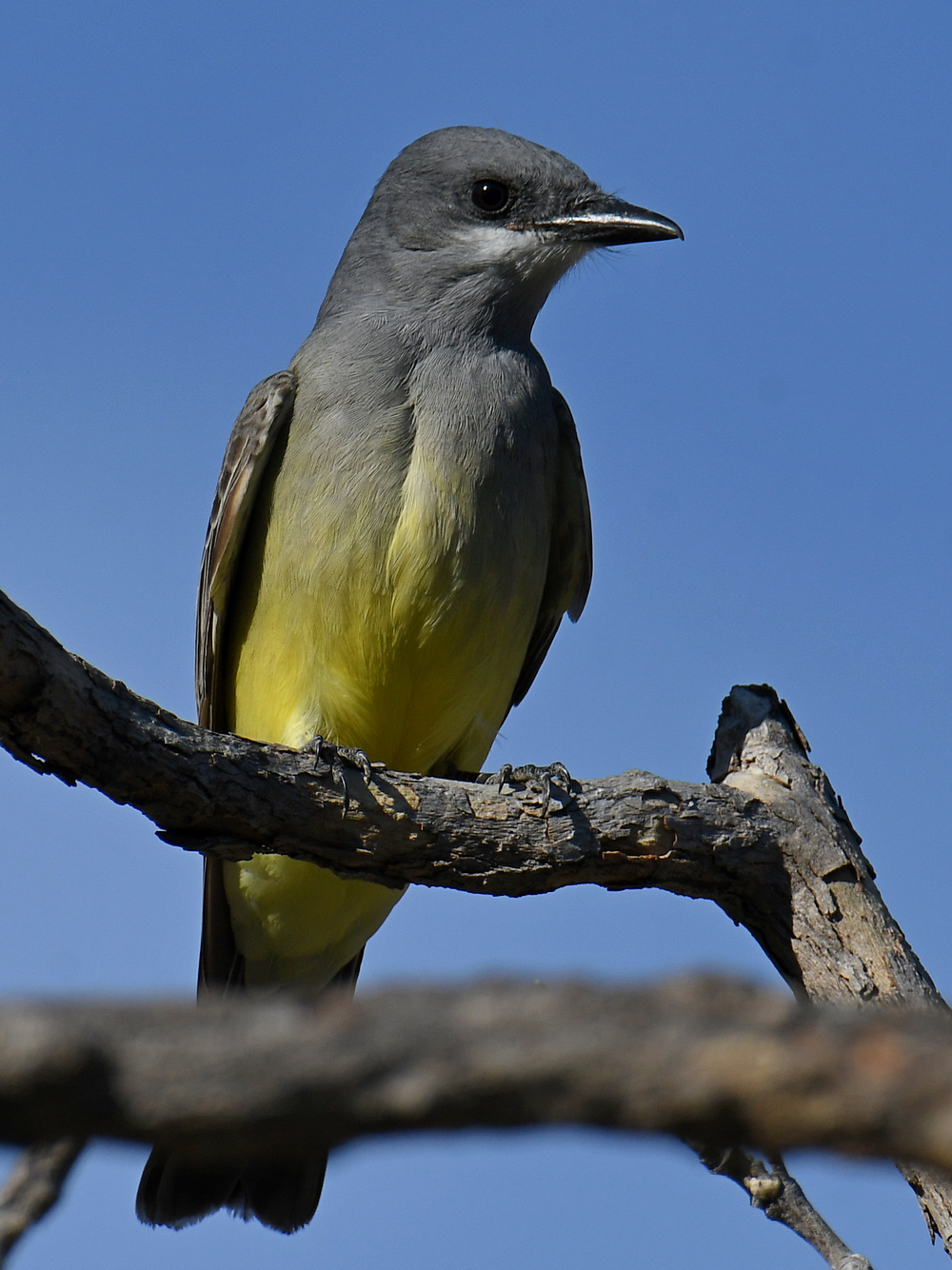 Kingbird14.jpg