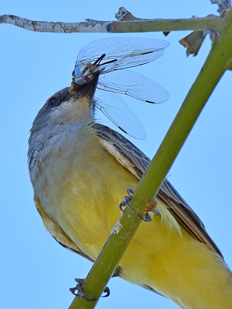 Kingbird15.jpg