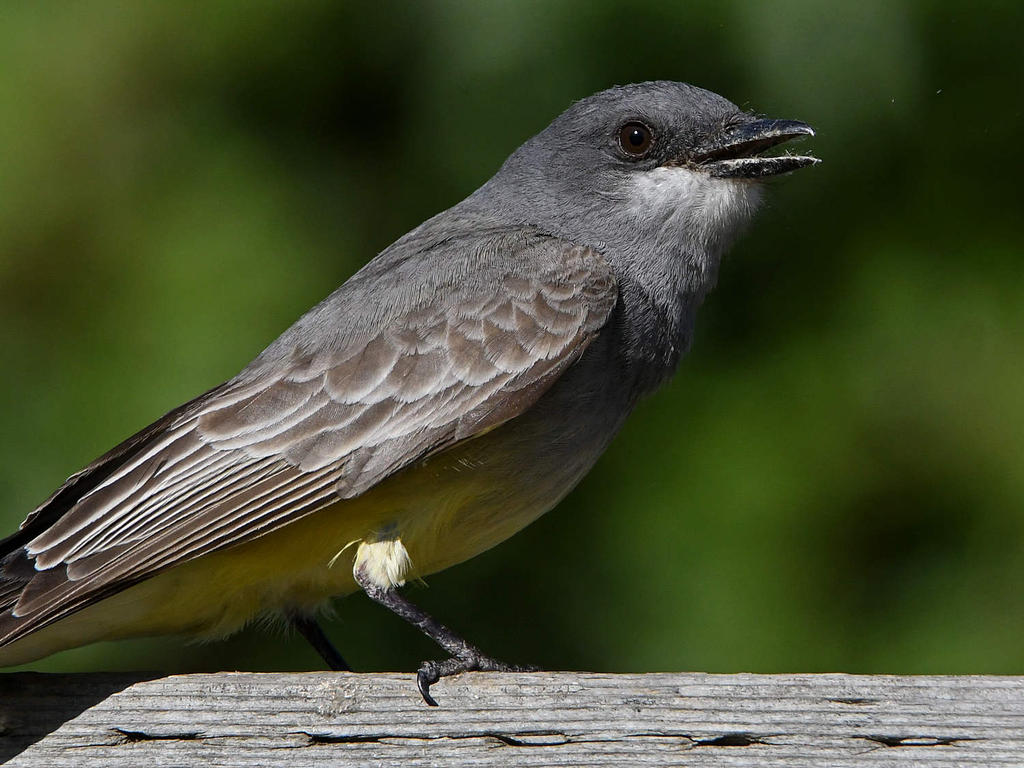 Kingbird15.jpg