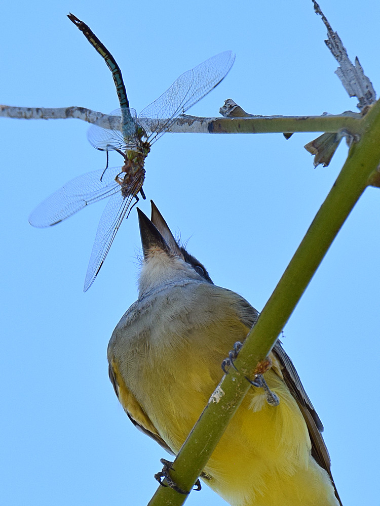 Kingbird16.jpg