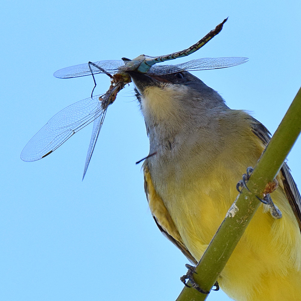Kingbird17.jpg