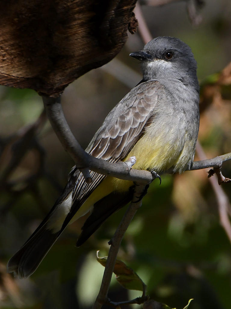 Kingbird17.jpg