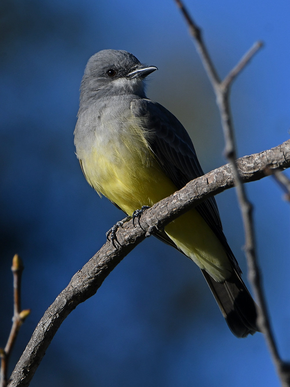 Kingbird17.jpg