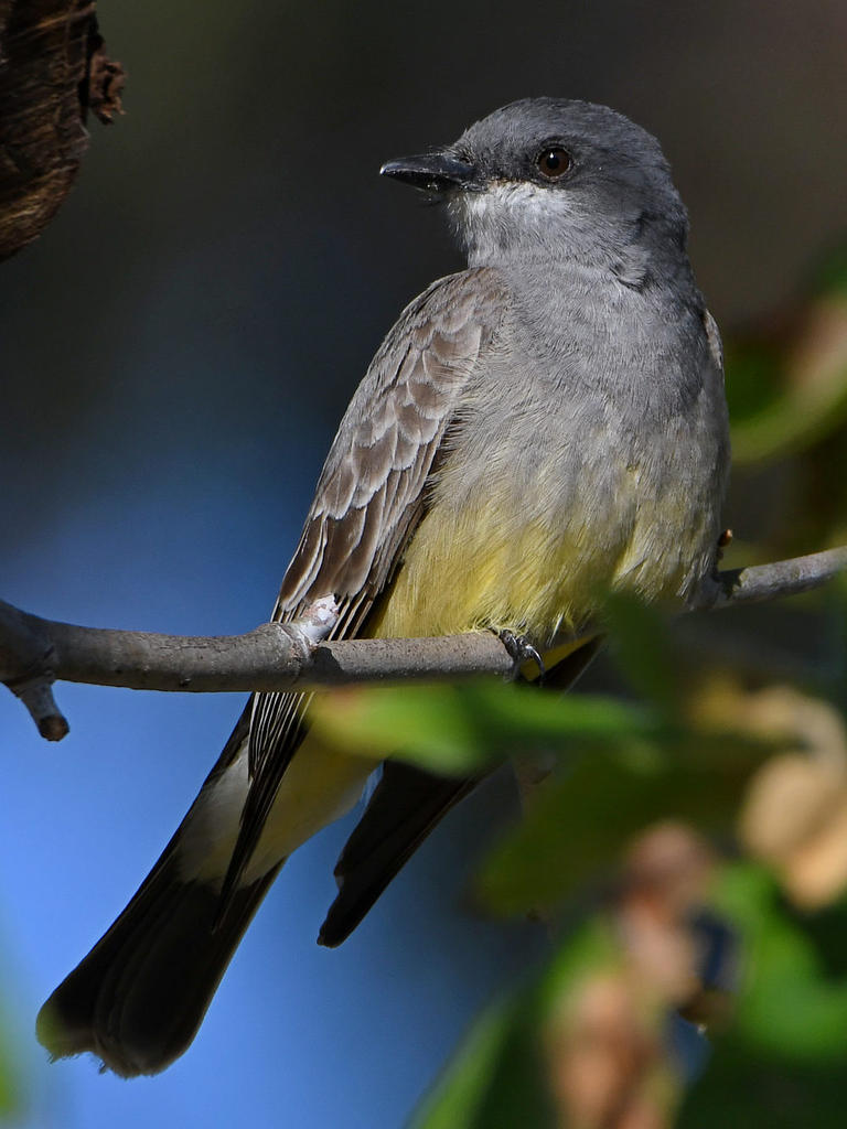 Kingbird18.jpg