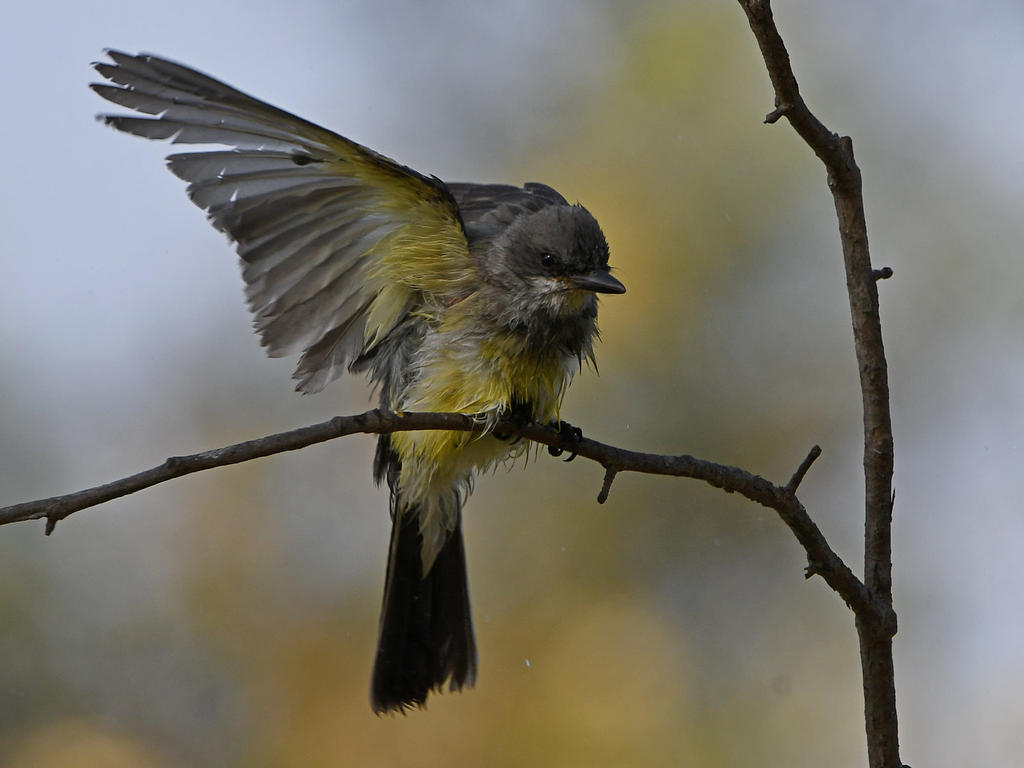 Kingbird19.jpg