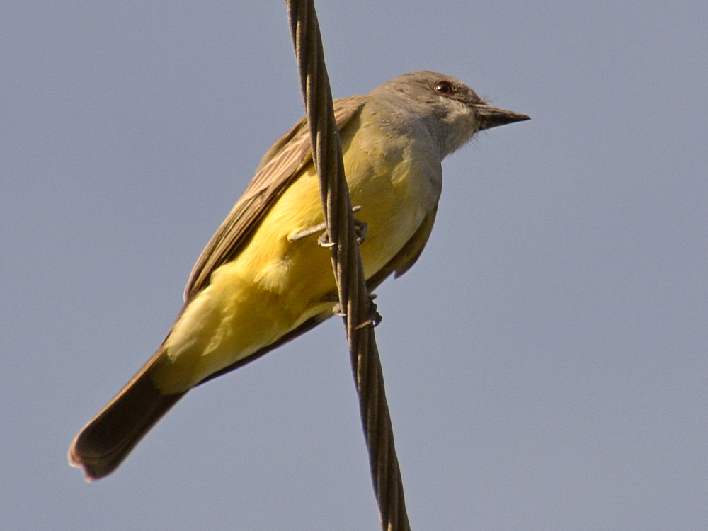 Kingbird2.jpg