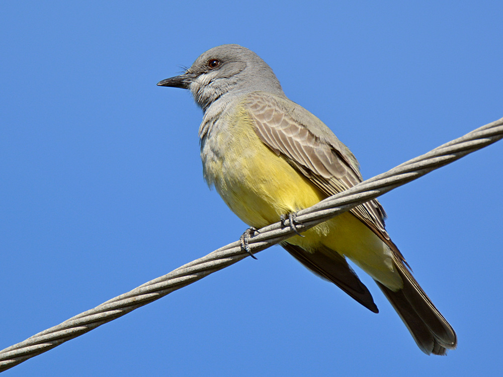 Kingbird2.jpg