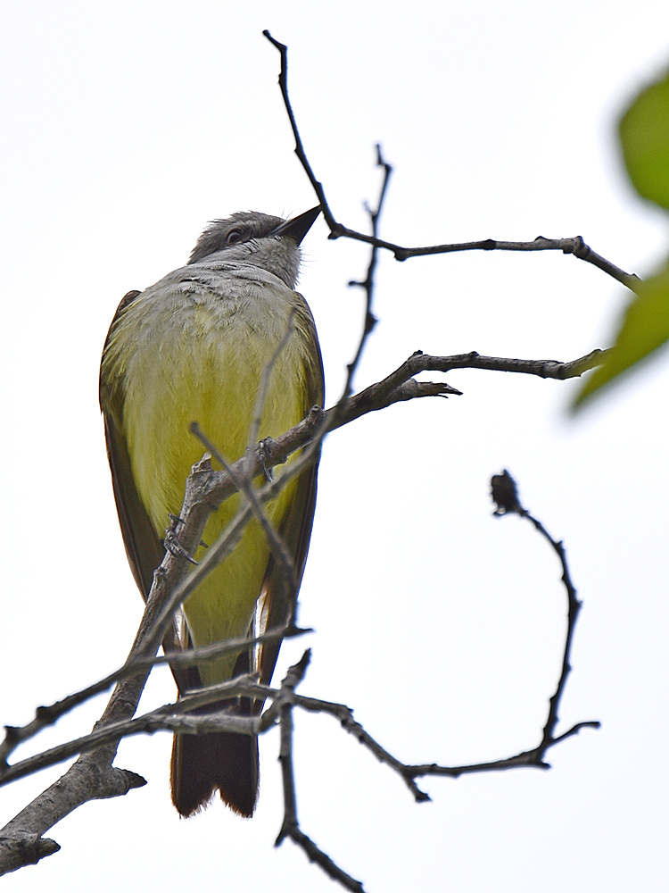 Kingbird2.jpg
