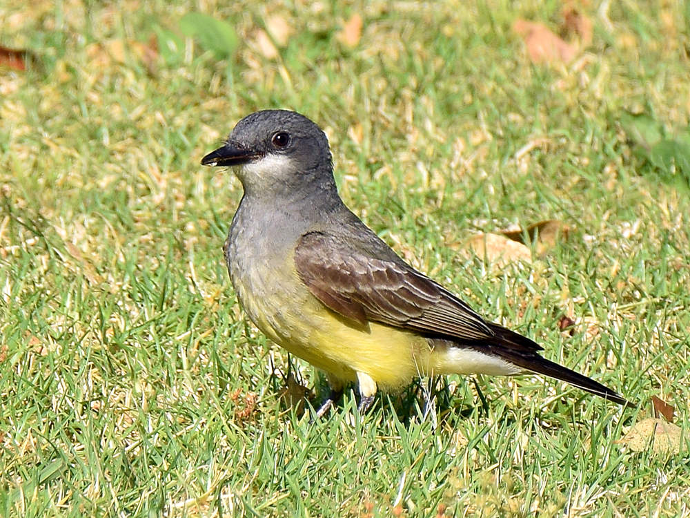 Kingbird2.jpg