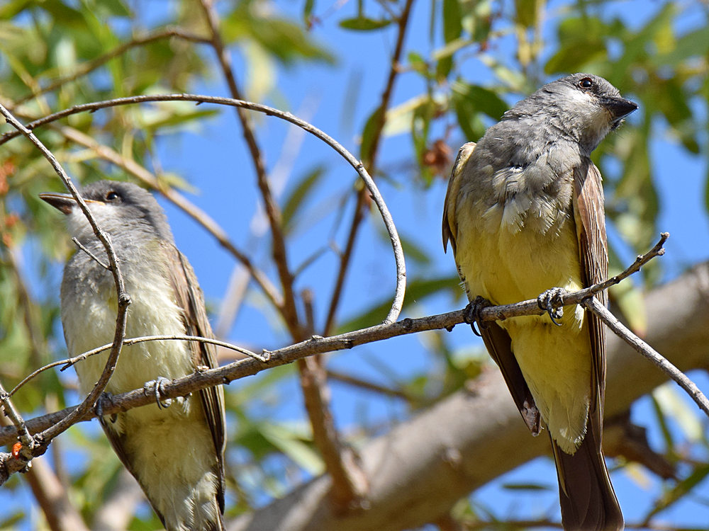 Kingbird2.jpg