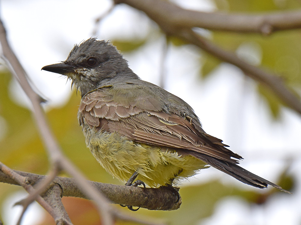 Kingbird2.jpg
