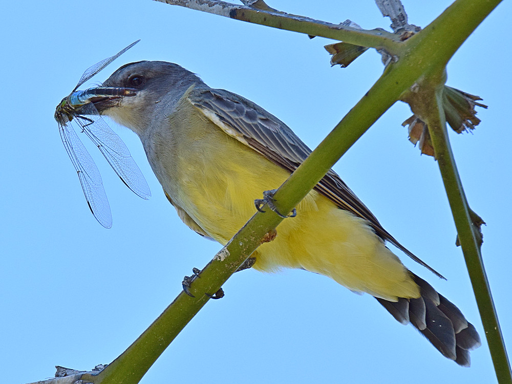 Kingbird2.jpg