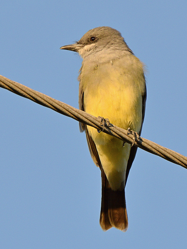 KIngbird2.jpg