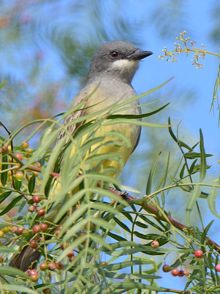Kingbird2.jpg