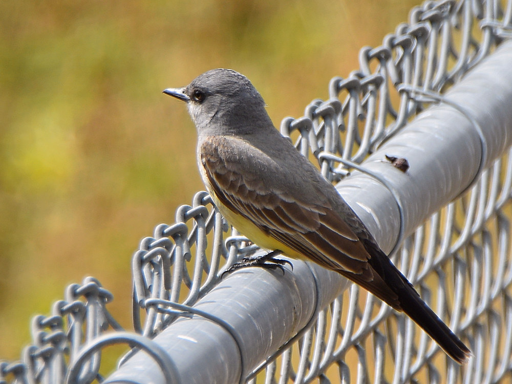 Kingbird2.jpg
