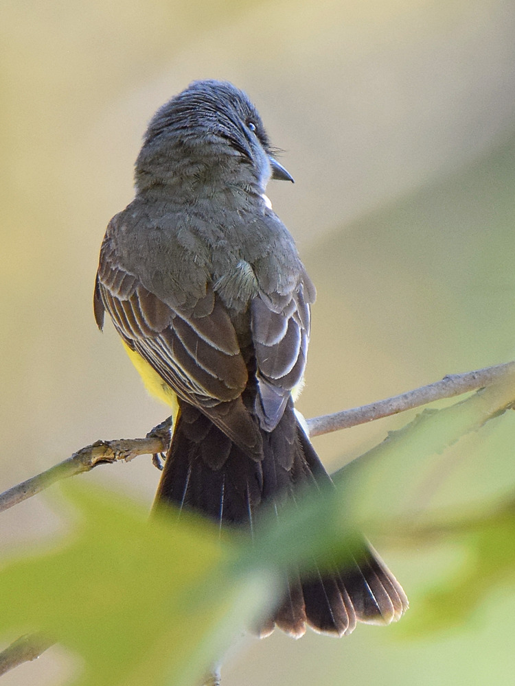 Kingbird2.jpg