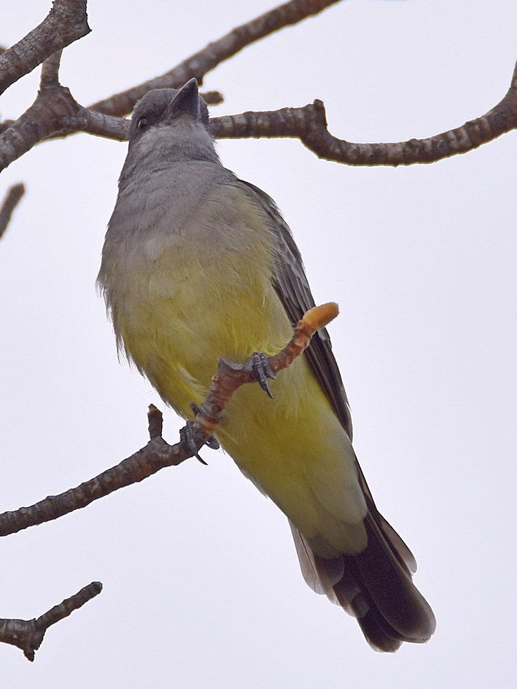 Kingbird2.jpg