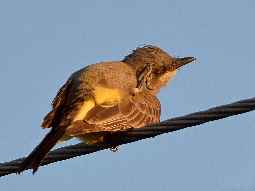 Kingbird2.jpg