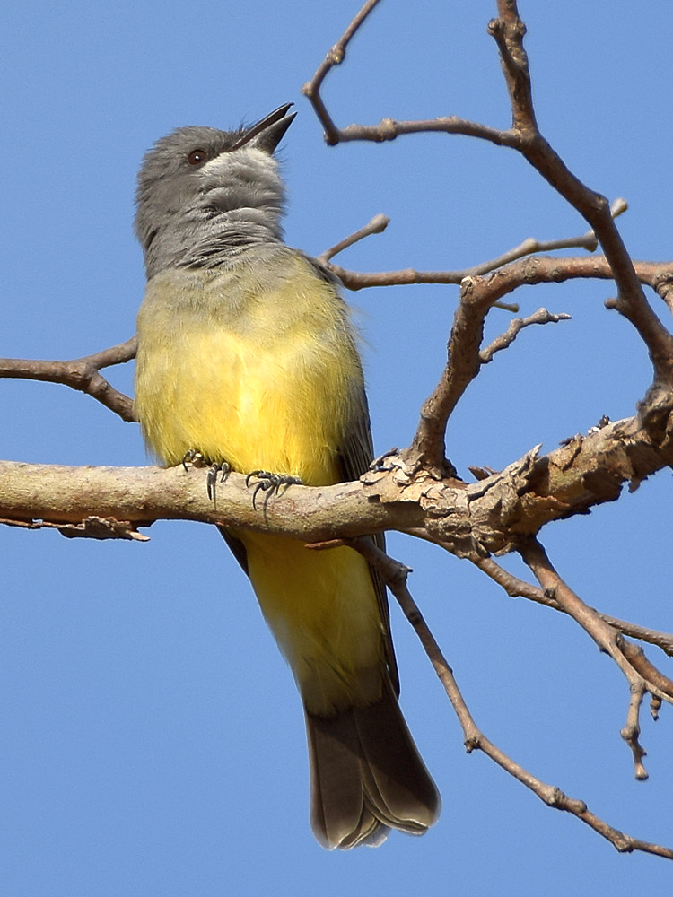 Kingbird2.jpg