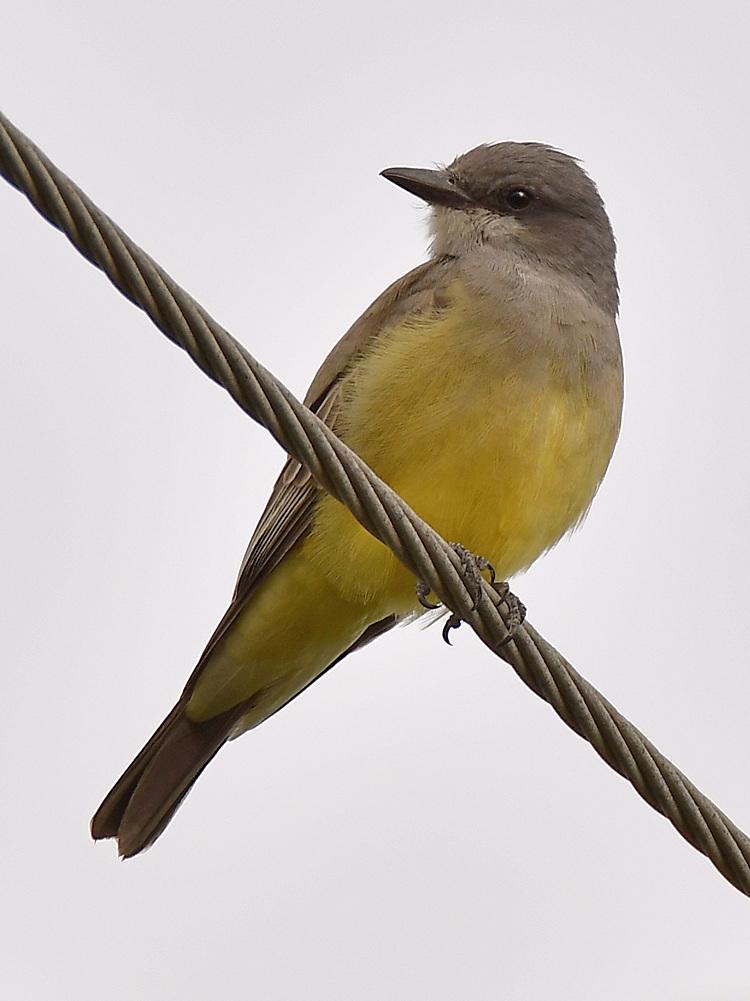 Kingbird2.jpg