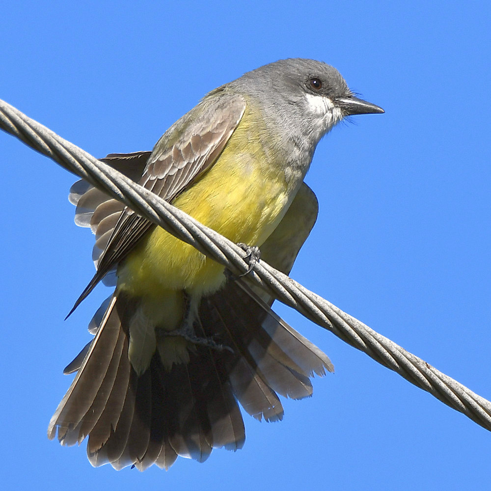 Kingbird2.jpg
