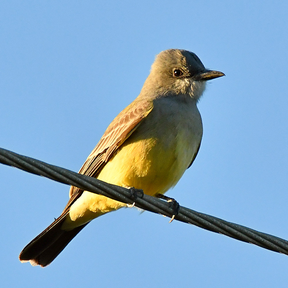 Kingbird2.jpg