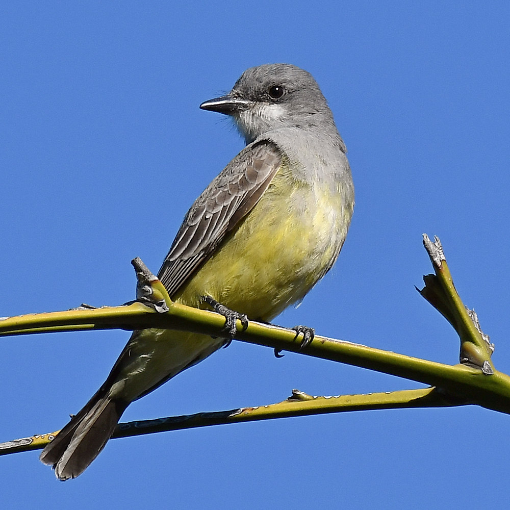 Kingbird2.jpg