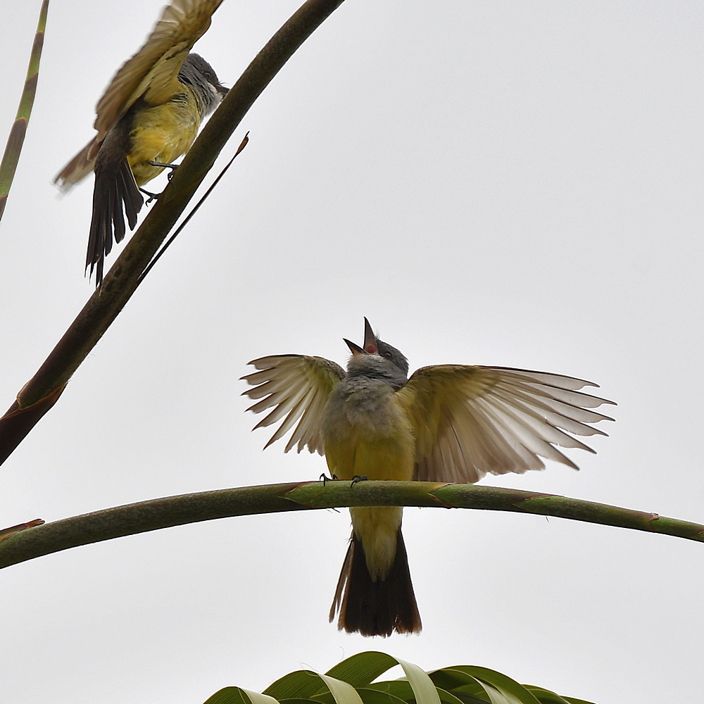 Kingbird2.jpg
